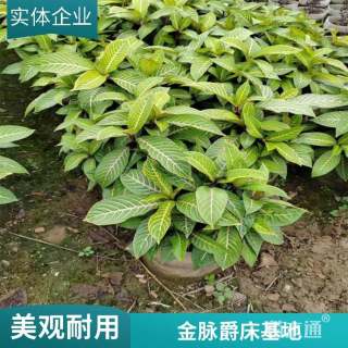 高度30厘米金脉爵床