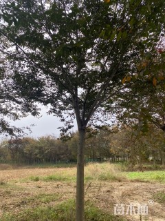 22公分大叶榉树