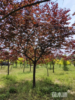 9公分加拿大紫荆