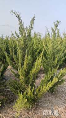 高度150厘米龙柏