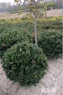 冠幅100厘米大叶黄杨球