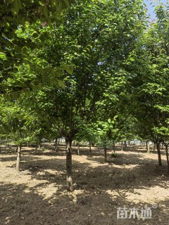 12公分日本晚樱