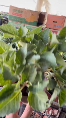 高度25厘米大丽花