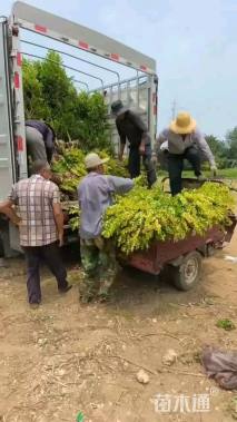 高度50厘米金叶女贞