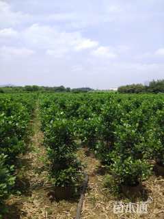 高度250厘米火山榕