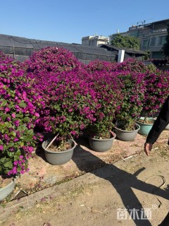 高度100厘米紫花勒杜鹃