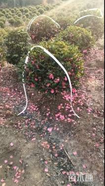 冠幅80厘米茶梅球