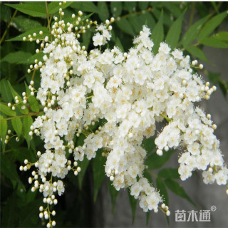 高度40厘米珍珠梅