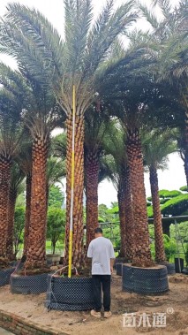 裸干高400厘米海枣