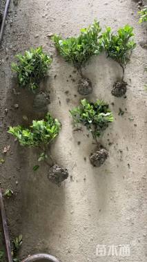 高度40厘米春鹃小苗