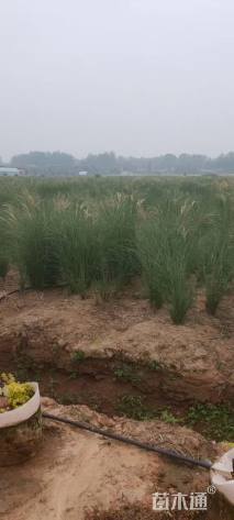 高度1.0厘米细叶芒