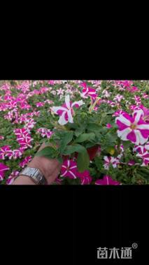 高度10厘米五彩牵牛