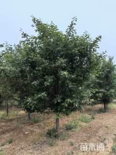 13公分湖北海棠