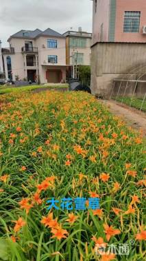 高度30厘米火星花