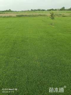 草卷状百慕大草