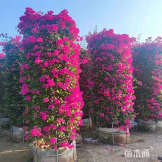 高度50厘米三角梅