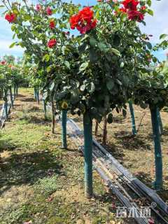 高度140厘米月季