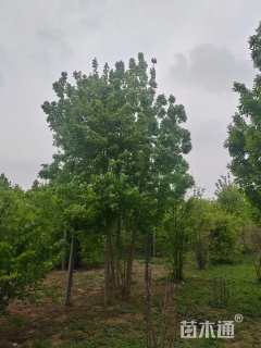 高度800厘米丛生白蜡