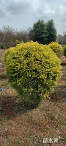 冠幅50厘米千层金球