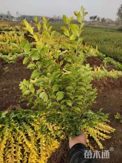 高度50厘米金叶女贞