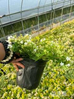 高度40厘米金叶大花六道木