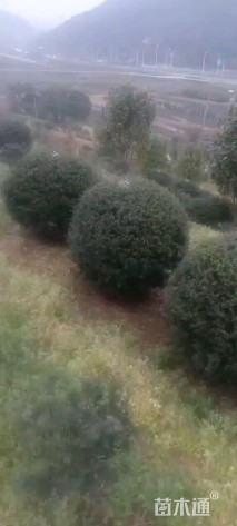 冠幅100厘米龟甲冬青球