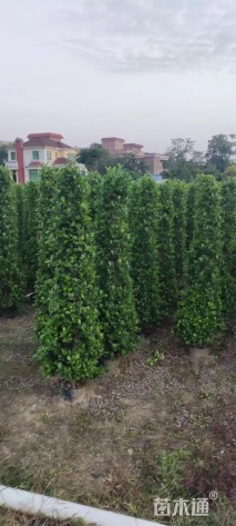 高度180厘米火山榕