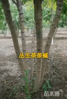 茶条槭
