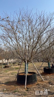 20公分染井吉野樱