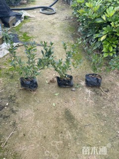 高度10厘米小叶栀子小苗