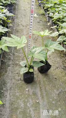 高度35厘米八角金盘