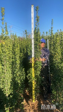 高度180厘米北海道黄杨