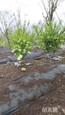 高度120厘米木绣球