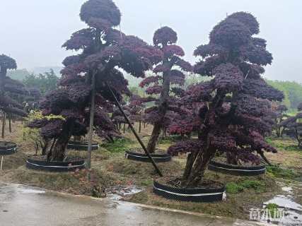 高度350厘米红花继木