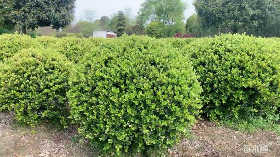 高度100厘米中华蚊母球