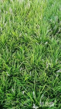 高度20厘米麦冬