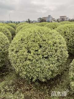 冠幅120厘米银姬小蜡球