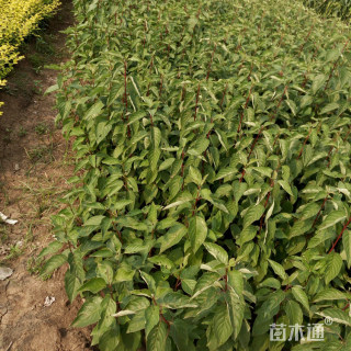 高度50厘米红瑞木小苗