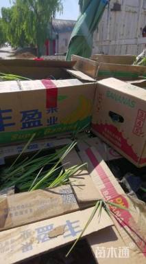 高度60厘米香蒲