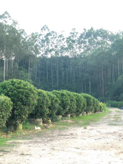 高度150厘米非洲茉莉球