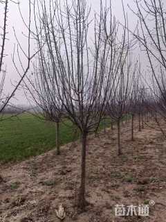 10公分绚丽海棠