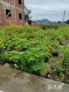 高度150厘米金凤花