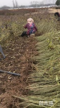 高度120厘米连翘