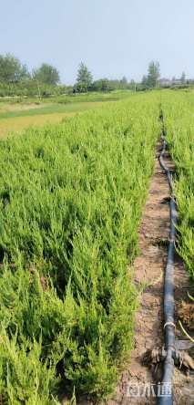 高度20厘米龙柏小苗