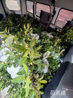 高度40厘米茶叶苗