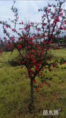 高度200厘米贴梗海棠