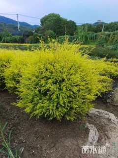 冠幅100厘米千层金球