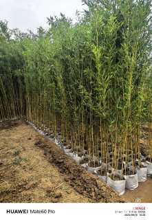 地栽苗金镶玉竹