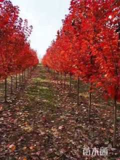 6公分美国红枫-红冠