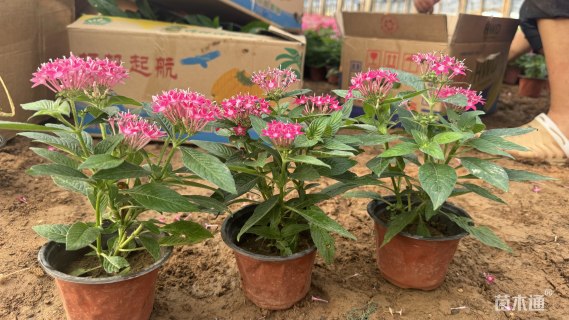 高度18厘米五星花